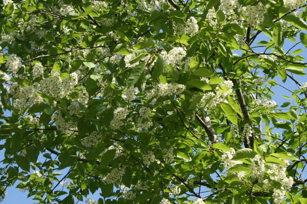 Prunus virginiana 'Colorata'